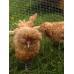 CHAMOIS POLAND BANTAM EGGS